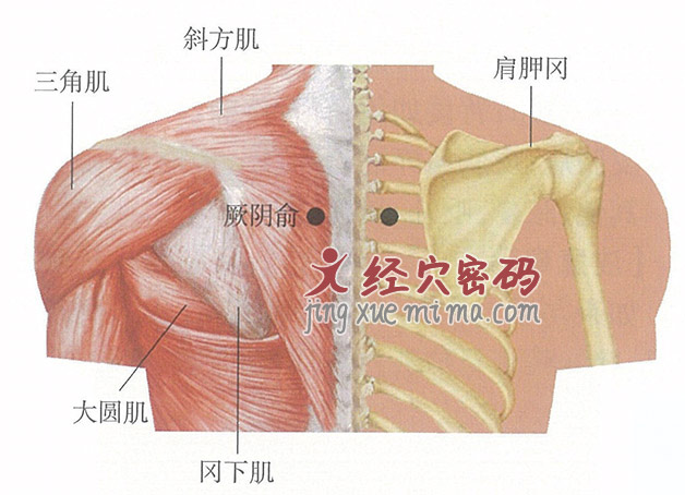 厥阴俞穴位位置图及针灸穴位图解