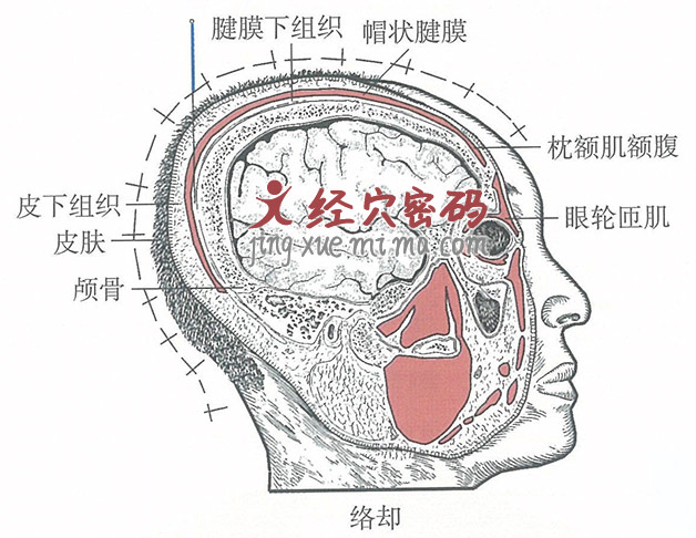 络却的位置解剖图（图解）