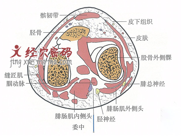 委中的位置解剖图（图解）