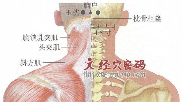 玉枕穴位位置图及针灸穴位图解