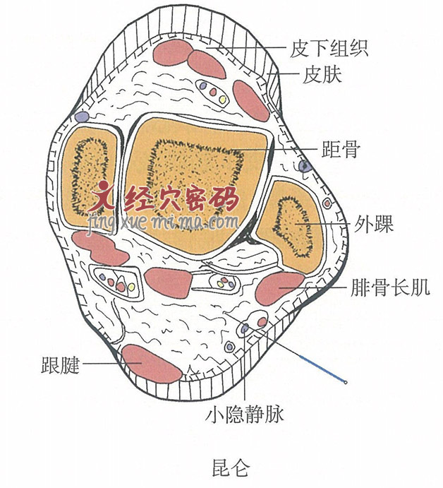 昆仑的位置解剖图（图解）