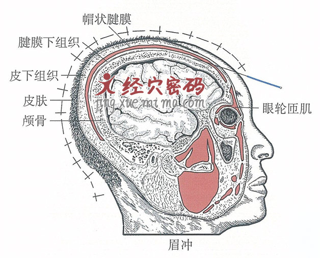 眉冲的位置解剖图（图解）