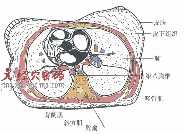 膈俞的位置解剖图（图解）