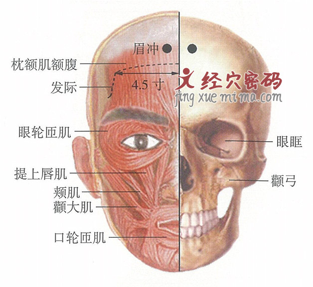 眉冲穴位位置图及针灸穴位图解