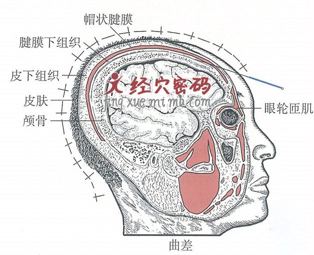 曲差的位置解剖图（图解）