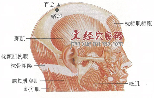 络却穴位位置图及针灸穴位图解