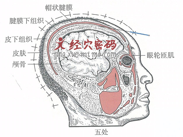 五处的位置解剖图（图解）