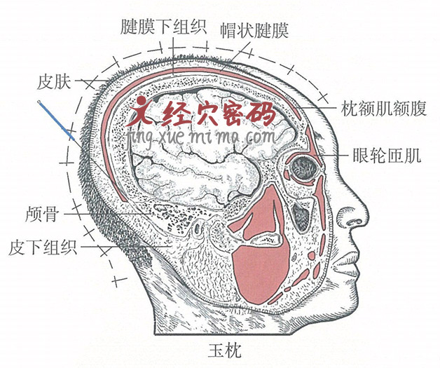 玉枕的位置解剖图（图解）