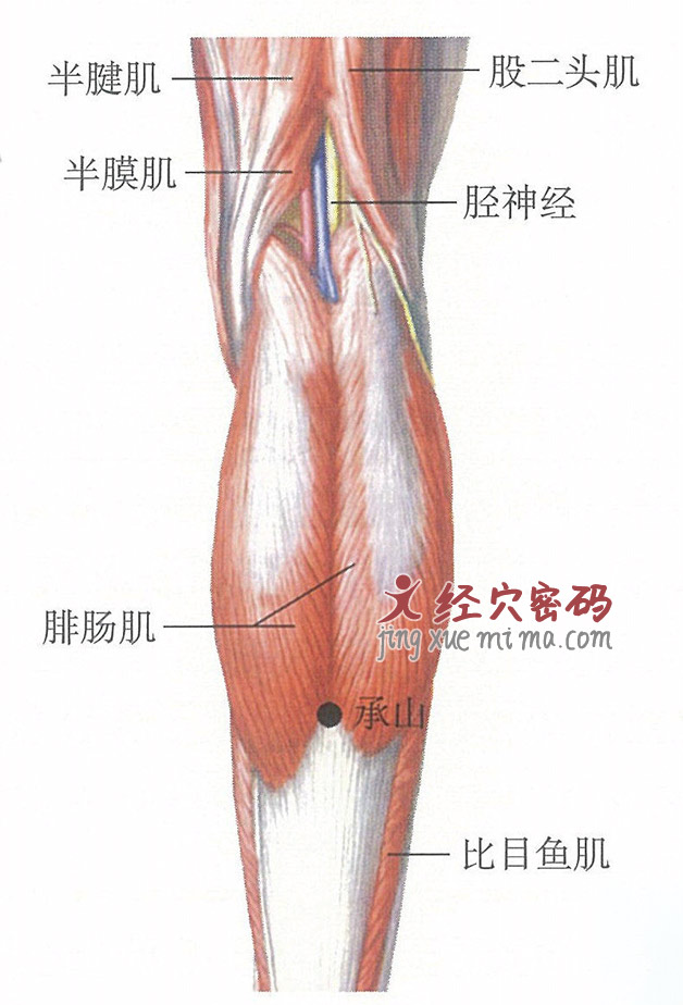 承山穴位位置图及针灸穴位图解