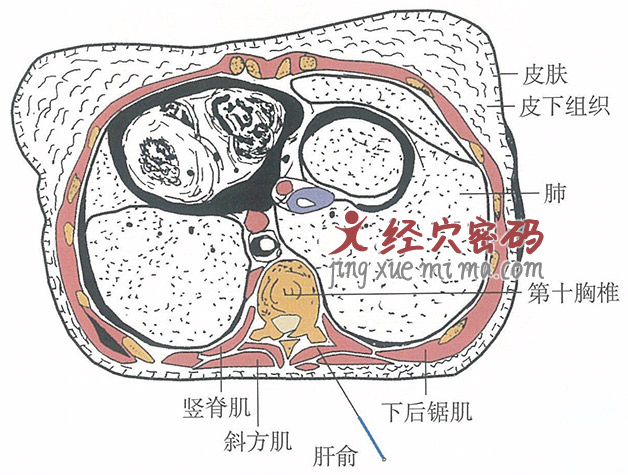 肝俞的位置解剖图（图解）