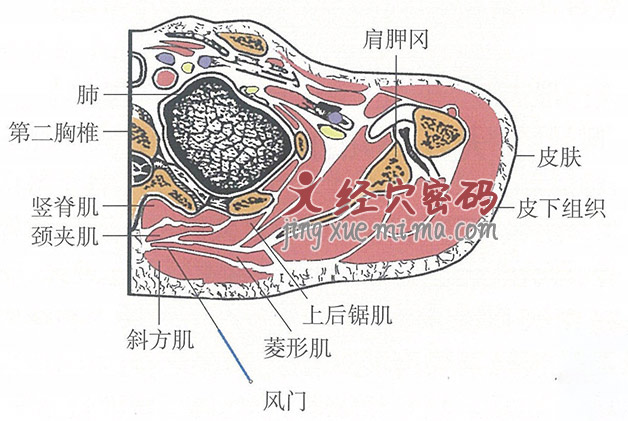 风门的位置解剖图（图解）