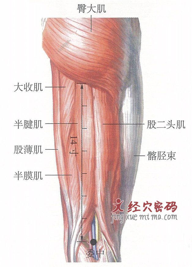 委中穴位位置图及针灸穴位图解