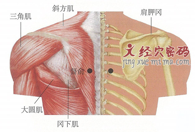 督俞穴位位置图及针灸穴位图解