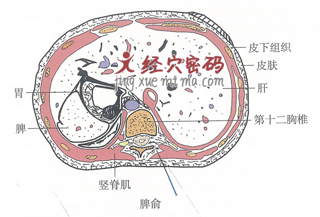 脾俞的位置解剖图（图解）