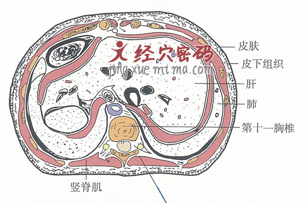 胆俞的位置解剖图（图解）