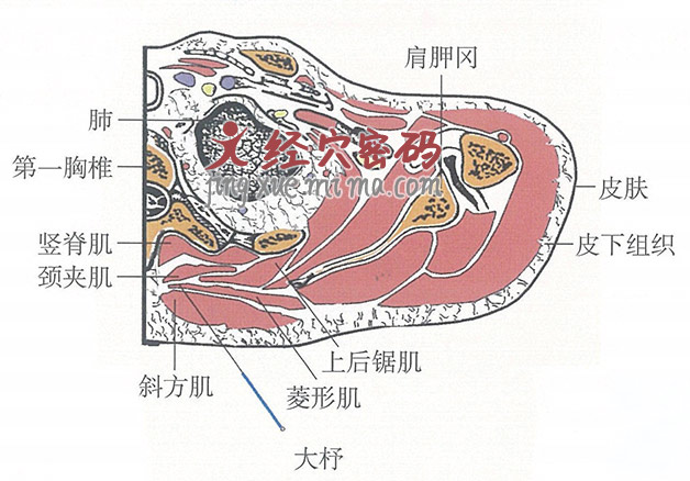 大杼的位置解剖图（图解）