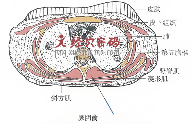 厥阴俞的位置解剖图（图解）