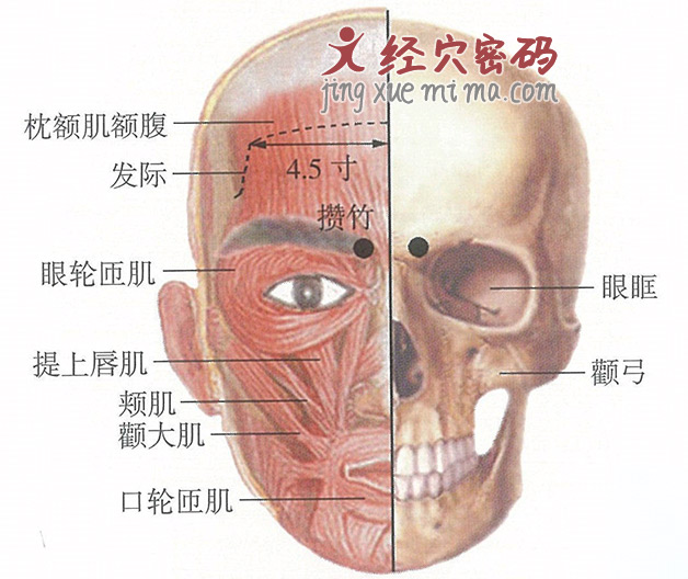 攒竹穴位位置图及针灸穴位图解