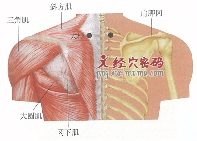 大杼穴位位置图及针灸穴位图解