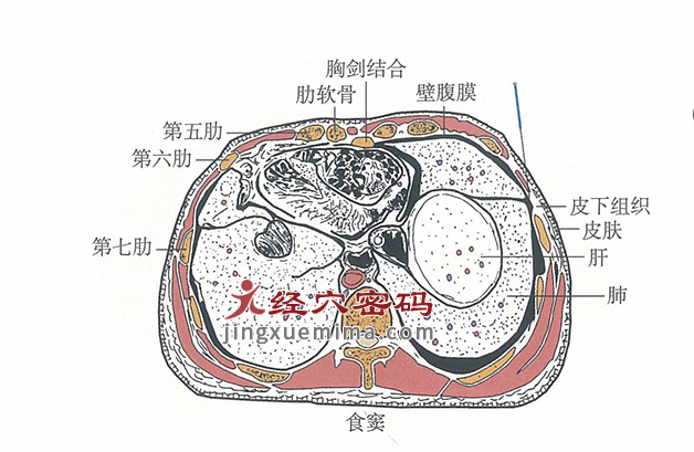 食窦的位置解剖图（图解）