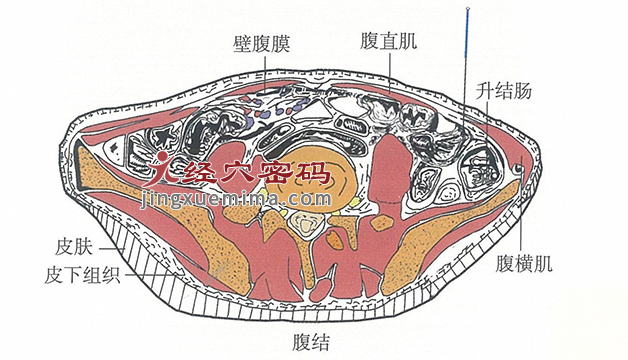 腹结的位置解剖图（图解）