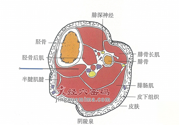 阴陵泉的位置解剖图（图解）