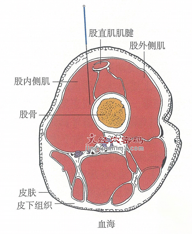 血海的位置解剖图（图解）