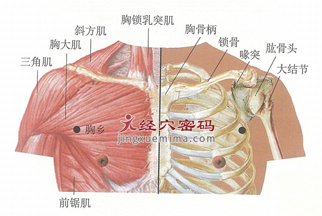 胸乡穴位位置图及针灸穴位图解