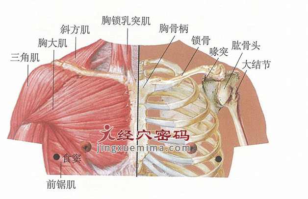 食窦穴位位置图及针灸穴位图解