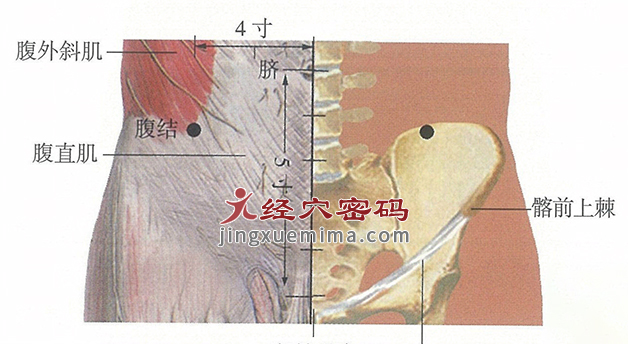 腹结穴位位置图及针灸穴位图解