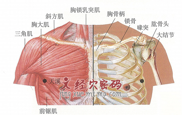 天溪穴位位置图及针灸穴位图解