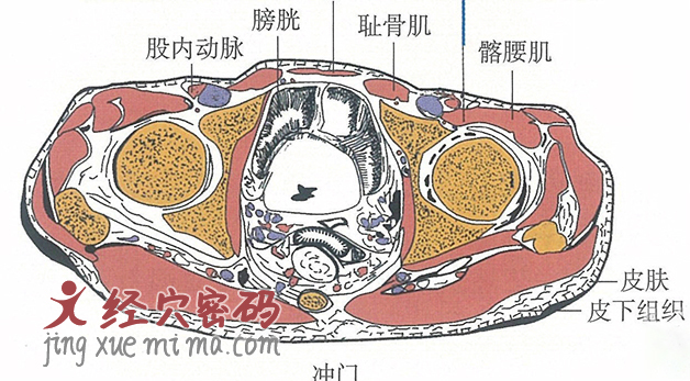 冲门的位置解剖图（图解）