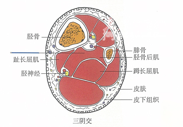 三阴交的位置解剖图（图解）