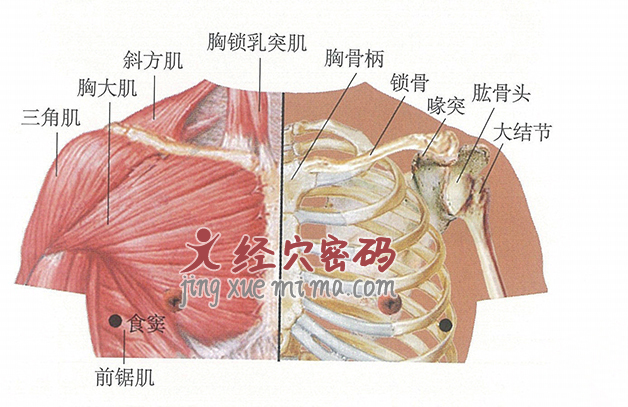 食窦穴位位置图及针灸穴位图解