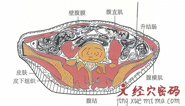 腹结的位置解剖图（图解）