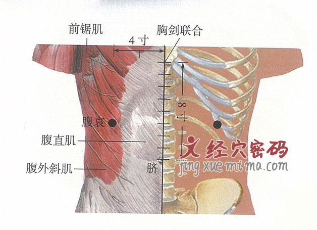 腹哀穴位位置图及针灸穴位图解