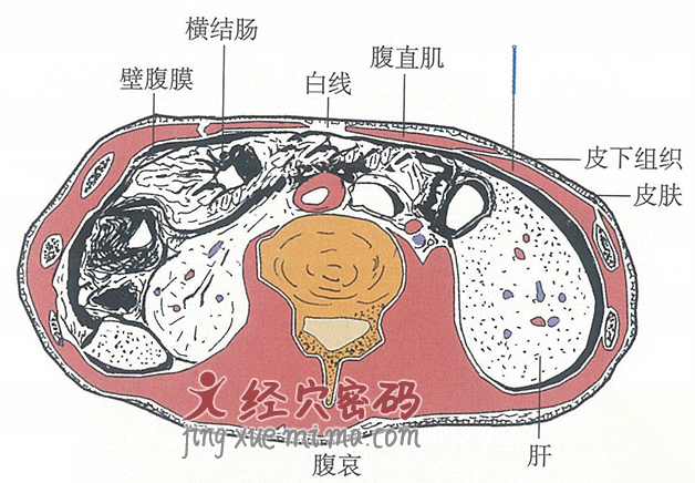 腹哀的位置解剖图（图解）