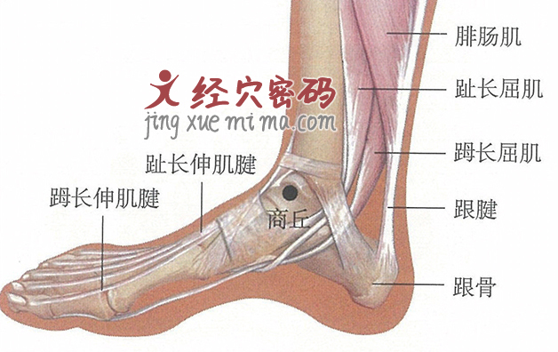 商丘穴位位置图及针灸穴位图解