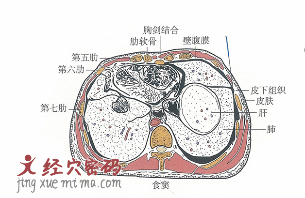 食窦的位置解剖图（图解）