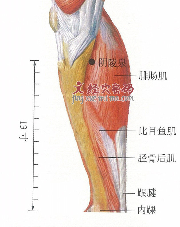 阴陵泉穴位位置图及针灸穴位图解