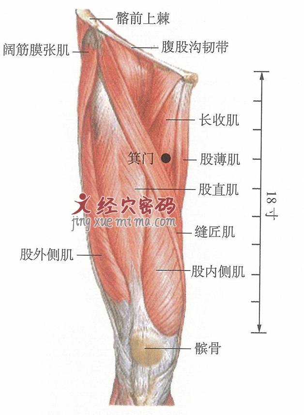 箕门穴位位置图及针灸穴位图解