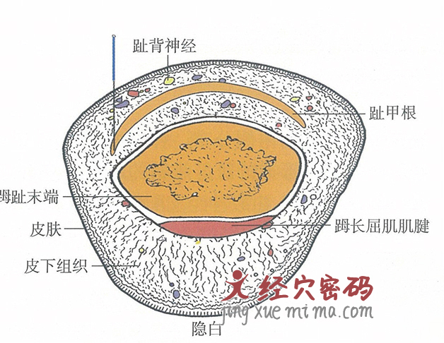 隐白的位置解剖图（图解）