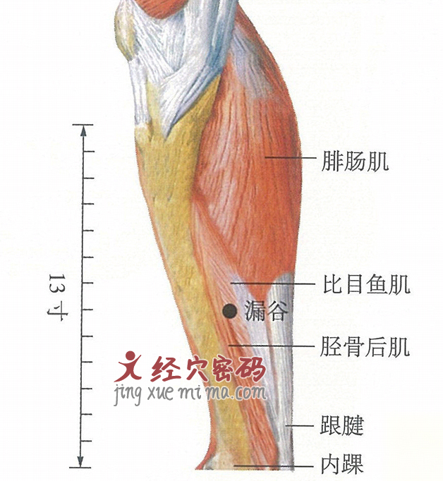 漏谷穴位位置图及针灸穴位图解