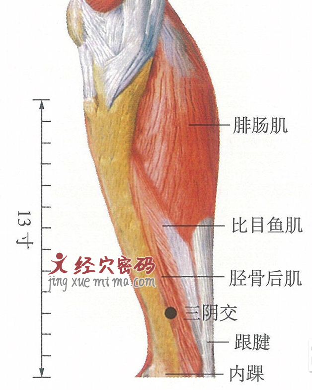 三阴交穴位位置图及针灸穴位图解