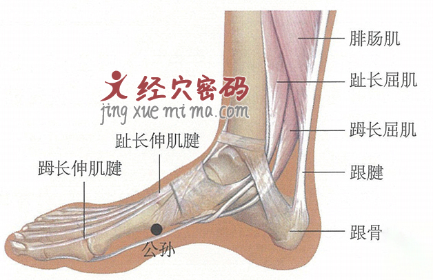 公孙穴位位置图及针灸穴位图解