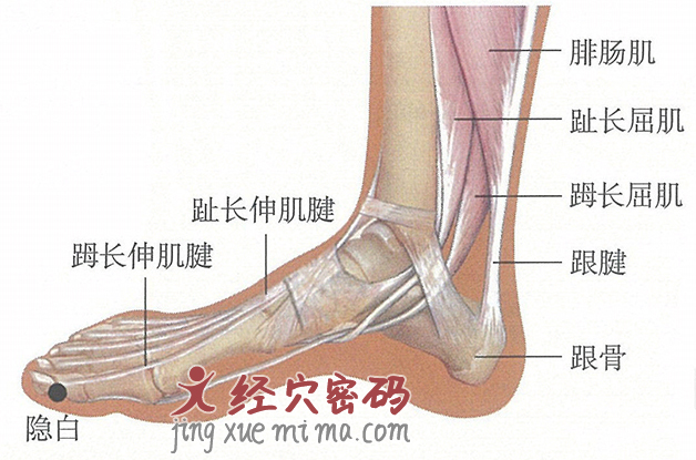 隐白穴位位置图及针灸穴位图解