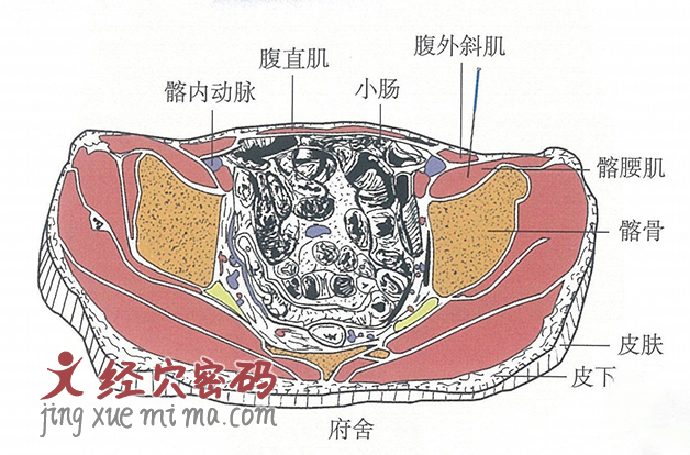 府舍的位置解剖图（图解）