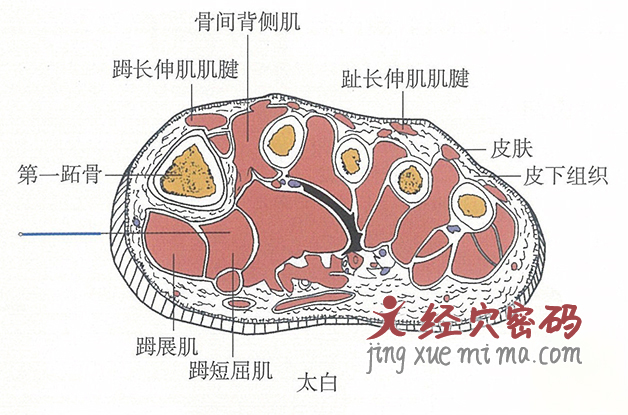 太白的位置解剖图（图解）