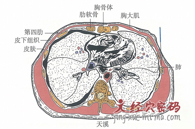 天溪的位置解剖图（图解）