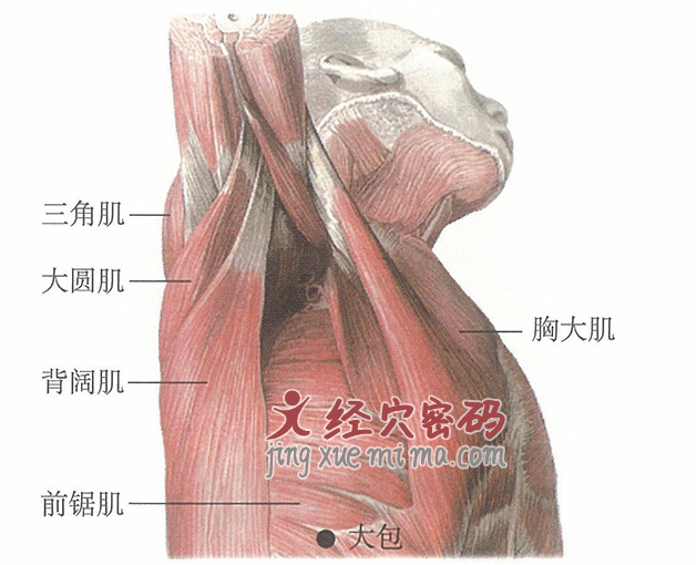 大包穴位位置图及针灸穴位图解